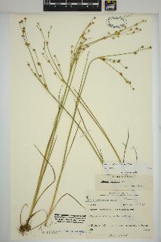 spécimen de Juncus alpinoarticulatus