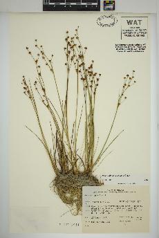 spécimen de Juncus alpinoarticulatus