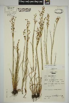 spécimen de Juncus alpinoarticulatus