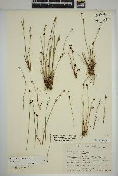 spécimen de Juncus alpinoarticulatus