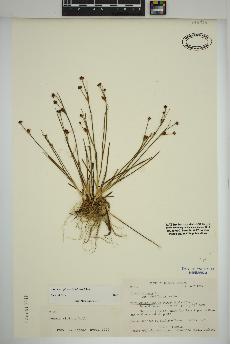 spécimen de Juncus alpinoarticulatus