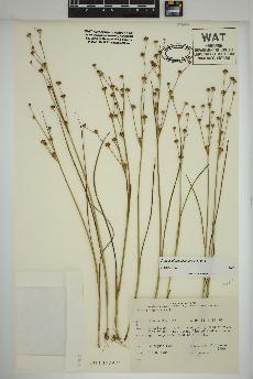 spécimen de Juncus alpinoarticulatus