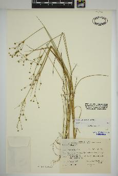 spécimen de Juncus alpinoarticulatus