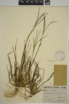 spécimen de Digitaria ischaemum