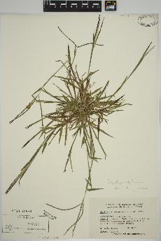 spécimen de Digitaria ischaemum