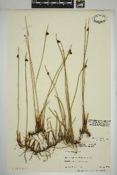 spécimen de Juncus arcticus