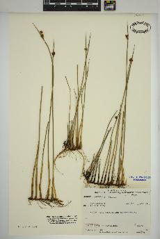 spécimen de Juncus arcticus