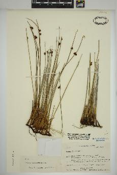 spécimen de Juncus arcticus