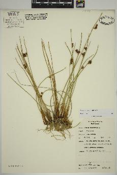 spécimen de Juncus arcticus