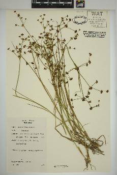 spécimen de Juncus articulatus