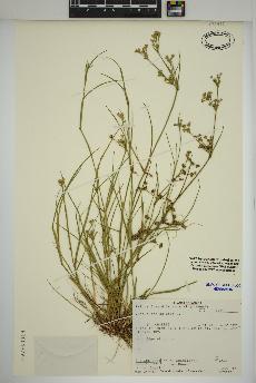 spécimen de Juncus articulatus