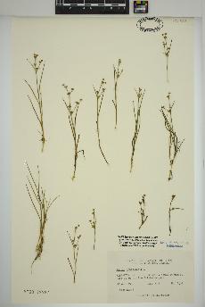 spécimen de Juncus articulatus