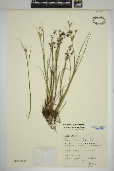 spécimen de Juncus articulatus