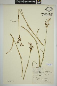 spécimen de Juncus articulatus