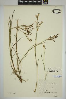 spécimen de Juncus articulatus
