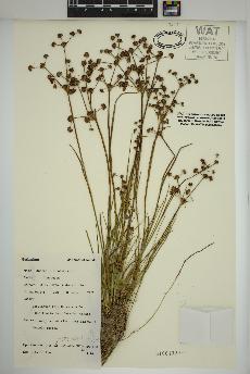 spécimen de Juncus articulatus
