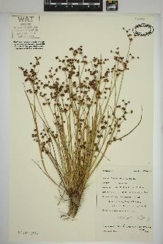 spécimen de Juncus articulatus
