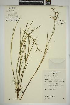 spécimen de Juncus articulatus