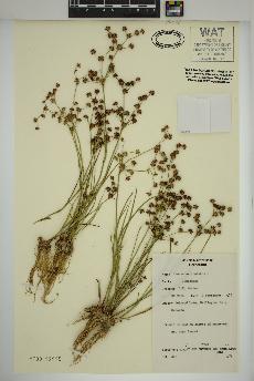 spécimen de Juncus articulatus