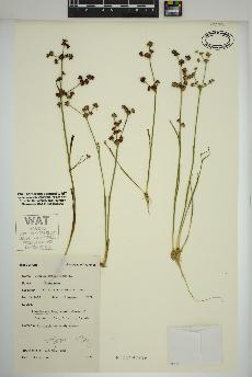 spécimen de Juncus articulatus