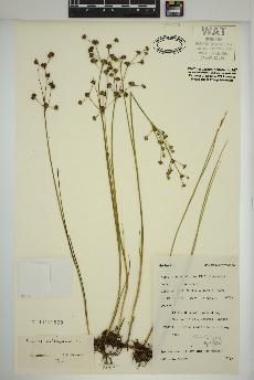 spécimen de Juncus articulatus