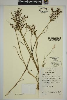 spécimen de Juncus articulatus