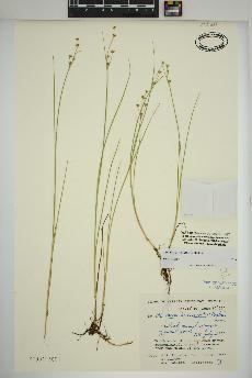 spécimen de Juncus articulatus