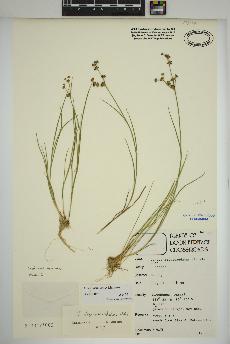 spécimen de Juncus articulatus