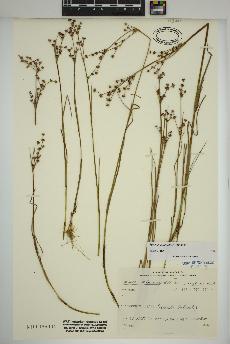 spécimen de Juncus articulatus