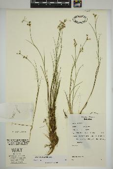 spécimen de Juncus articulatus