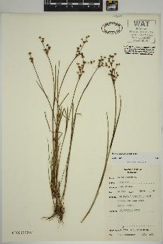 spécimen de Juncus articulatus