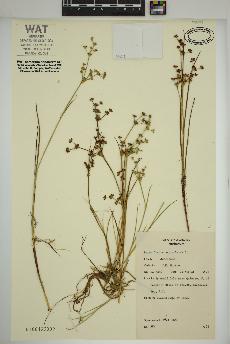 spécimen de Juncus articulatus