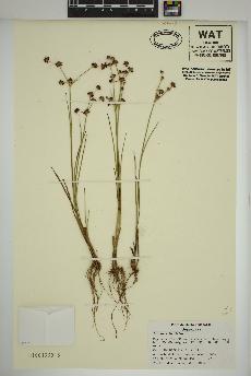 spécimen de Juncus articulatus