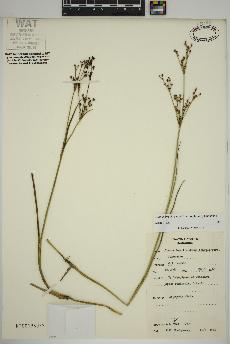 spécimen de Juncus brachycephalus