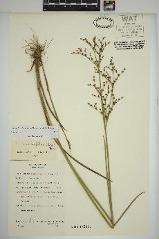 spécimen de Juncus brachycephalus