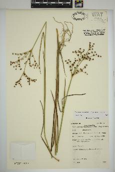 spécimen de Juncus brachycephalus