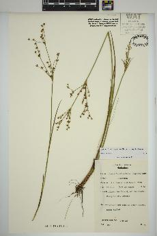 spécimen de Juncus brachycephalus