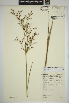 spécimen de Juncus brachycephalus