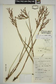 spécimen de Juncus brachycephalus