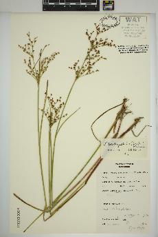 spécimen de Juncus brachycephalus