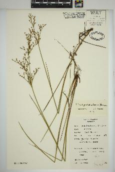 spécimen de Juncus brachycephalus