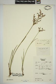 spécimen de Juncus brachycephalus