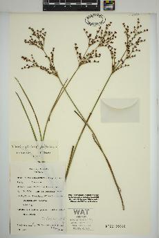 spécimen de Juncus brachycephalus