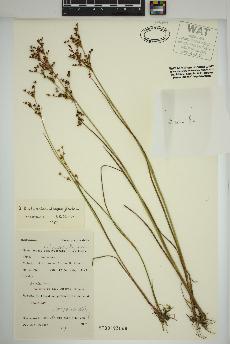 spécimen de Juncus brachycephalus