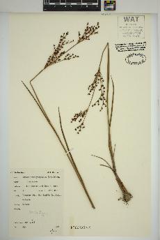 spécimen de Juncus brachycephalus