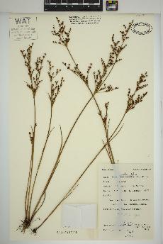 spécimen de Juncus brachycephalus