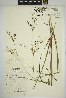 spécimen de Juncus brachycephalus