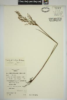 spécimen de Juncus brachycephalus