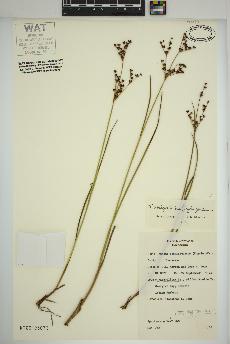 spécimen de Juncus brachycephalus