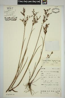 spécimen de Juncus brachycephalus